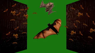 Green Screen horror effects | scary background video | creepy animation | bats | door chroma key