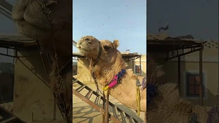 Camel responds to touch