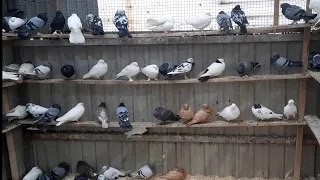 Бакинские широкохвостые голуби Кептерлер Pigeons
