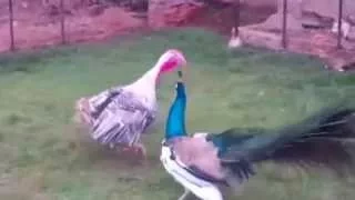 PEACOCK VS TURKEY | Who Will be Win