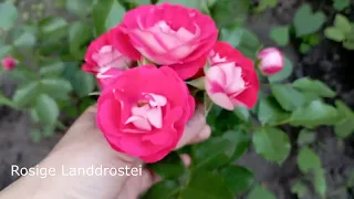 Сортність троянд від "Долина роз", "Мельсансад", "Сади Маріген"