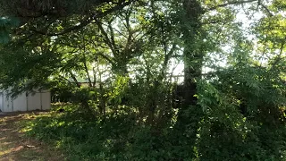 Taming a small OVERGROWN FOREST in RICHMOND, VA for FREE!