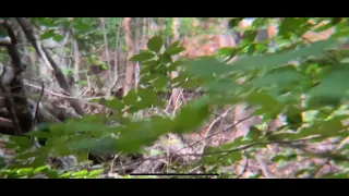 One of the best up close Dogman footage ever taken, along with Sasquatch in the background. SLCE