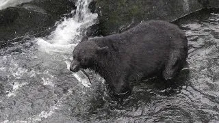 Anan Creek bear viewing