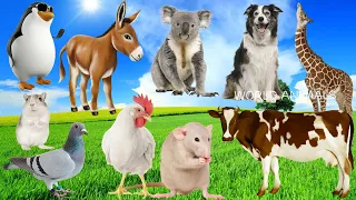 Funny Animal Sounds in 30 Minutes: Chicken, Donkey, Cow, Koala, Giraffe,... | Animal Videos