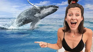 Swimming with Baby Humpback Whales (incredible encounters)
