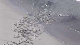 Surfing Penguins