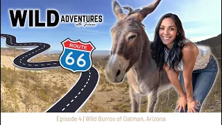 Wild Burros in Oatman, Arizona! -- Route 66 Road Trip Destination