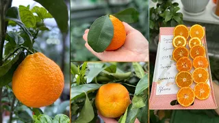 Сладкие цитрусовые плоды, не только апельсин и мандарин 🍊