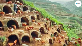 Cómo Los Agricultores Chinos Cavan Cuevas Para Criar Pollos En Las Montañas | Agricultura