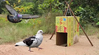 Easy Bird Trapping ! Creative Underground Quick Pigeon Trap Using Paper Box And Woods