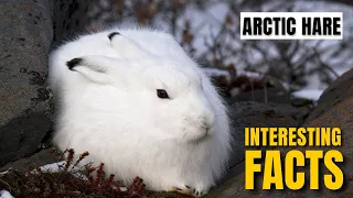 Amazing facts of  Arctic Hare | Interesting Facts | The Beast World