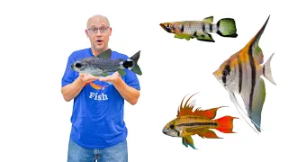 33 NEW Fish Species...enjoy Nature's Aquatic GEMS! Aquarium Fish Store Tour