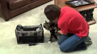 Introducing Cats to Each Other