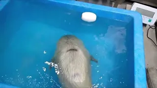 rescued baby seal's first swim lesson