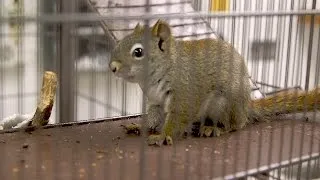 Cute Baby Squirrels Get a Flea Treatment