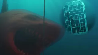 The great white shark was forcibly injected into human genes and mutated to start revenge!