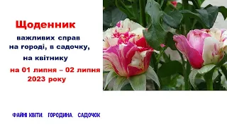 Щоденник важливих справ на городі, в садочку, на квітнику 01-02 липня 2023 року