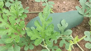 Dereto da roça olhando os pepino e melancias na roça de milho