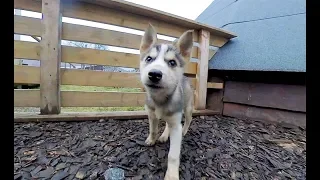 Cutest Husky Puppies in 5.7k 360 vr