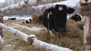 ЛПХ семьи Белобородовых