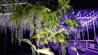 =4K= 【2021春】ある夜の藤まつり（亀戸天神社）/ILLUMINATED WISTERIA（ Kameido Tenjin Shrine）