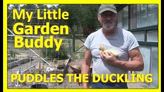 My Little Garden Buddy - PUDDLES THE DUCKLING