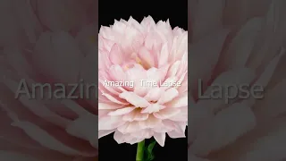 Pink flower Blooming Time-lapse 😍😊😮 #shorts