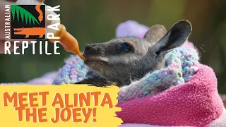 MEET OUR NEW WALLABY JOEY! (CUTE!) | The Australian Reptile Park