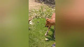 Rottweiler vs indian street dog how to stop instant fierce fight between between desi dog warning!