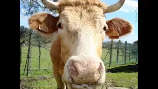 "Old Macdonald Had a Farm" 3 Childrens Sing Along FUN with Animal Video