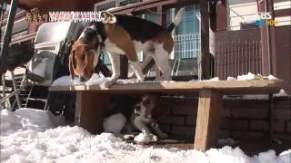 - SBS [TV Animal Farm] - A servile beagle. 'Sbong's Secret 1'