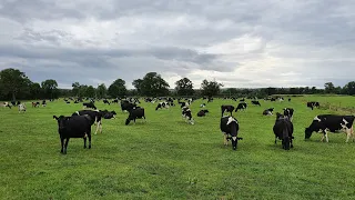Day in the Life / July / 400 Cow Grass-Based Dairy Farm in Ireland