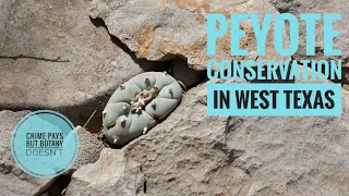 Cactus Conservation in West Texas