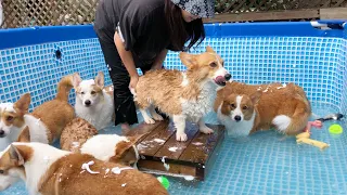 Welsh corgi large family unique bath method l 8 Corgis bubble bath