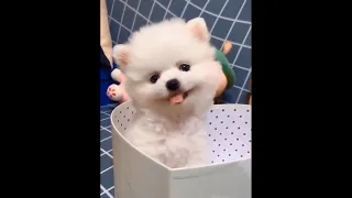 Super Cute and Funny Pomeranian Dogs Video Compilation #38 #Shorts