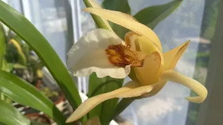 Цветение орхидеи целогина (Coelogyne lawrenceana)