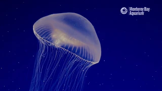 Crystal Jellyfish Are Clearly Awesome!