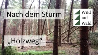 🌲2 Irrtümer der Waldbewirtschaftung! #wildaufwald