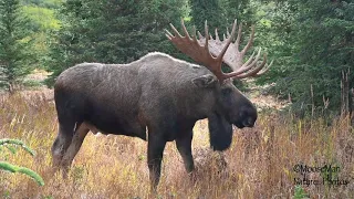 Close Up Big Bull Moose, A Chilly Morning During the Rut | MooseMan Video Photography Calendar