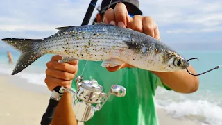 Giant TARPON Off the Beach