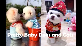 Best Of 2020 - Top Funny Pet Videos - TRY NOT TO LAUGH 🤣 | Funny Pets