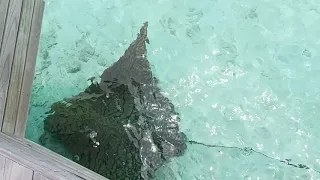 Ornate Eagle Ray at Hurawalhi Maldives