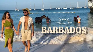 Barbados 🇧🇧! Watching Race Horses Bathing😍😱
