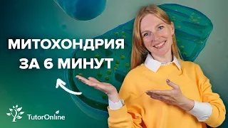 Митохондрии за 6 минут | TutorOnline