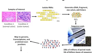 Introduction to RNA Sequencing