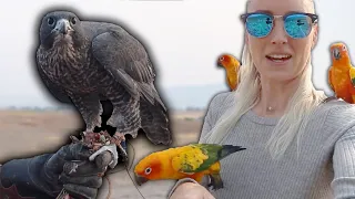 Bridging the Gap Between Falconry and Freeflighted Parrots | Part 1 | Feat. Daryl Peterson