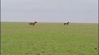 Буырлы айғырдың жекпе-жегі! 💪