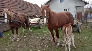 поповнення гарний жеребчик