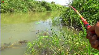 SANGAT TIDAK DISANGKA!! BANYAK IKAN BESAR DAN GANAS DI SUNGAI INI